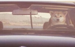 土豪求你让我做你主人罢