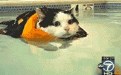 没内涵邪恶gif小猫游泳搞笑动态图片