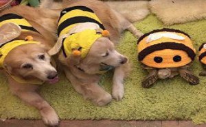 这家养好多蜜蜂!这个主人一定爱喝蜂蜜 这家养好多蜜蜂!这个主人一定爱喝蜂蜜