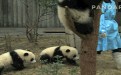 好多熊猫搞笑gif小熊猫昐昐可爱熊猫