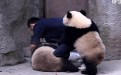 爱爱可爱熊猫搞笑gif动态图片大全