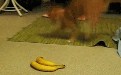 搞笑gif动态图：香蕉说我有这么吓人吗