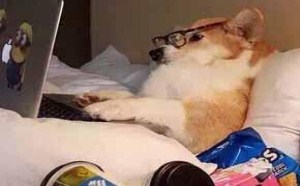 汪星人小日子过的有模有样的