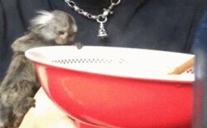 吃的什么好吃的。我也吃一点