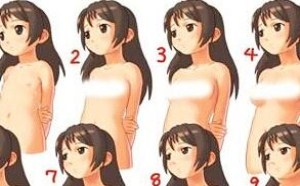 一张图片说明女人胸部和身材发育走向
