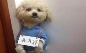 长江七号吗你敢入侵地球你确实有罪