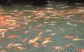 鱼鱼戏水，比北京奥运会开幕式还要激烈