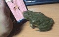手机男是怎么让青蛙进食了，笑死人的图片