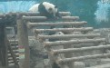 2个可爱的大熊猫玩耍搞笑gif动态图