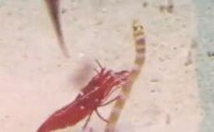 看一看小龙虾是怎么玩弄其它小动物