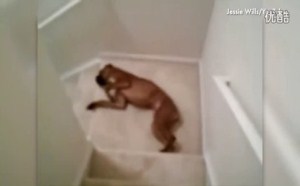 国外小狗狗们各种各样的下楼梯的姿势集锦